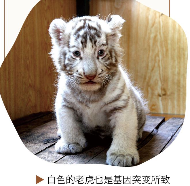 白老虎正版資料免費中,藝術(shù)學(xué)_HTM49.336影音版
