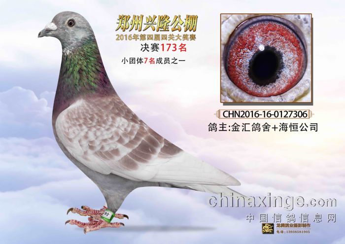 鄭州興隆公棚最新公告揭秘，賽事更新、規(guī)則調(diào)整及未來展望展望