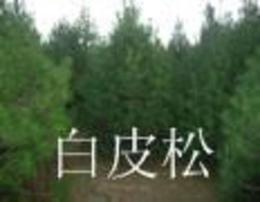 最新沙地柏求購信息，科技與自然融合的高科技產(chǎn)品介紹
