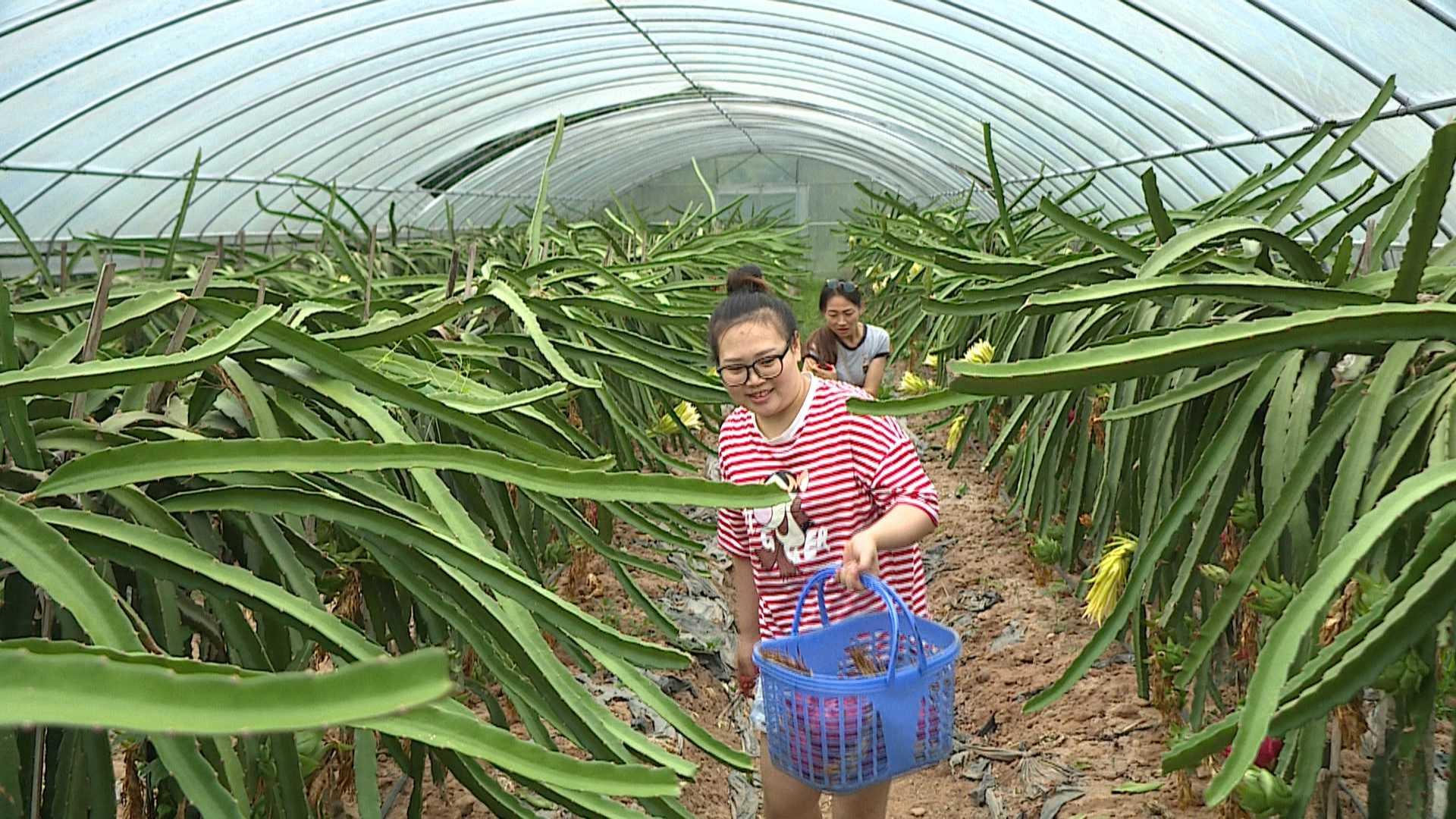 臺(tái)灣火龍果新品種，從萌芽到繁榮的果實(shí)之旅