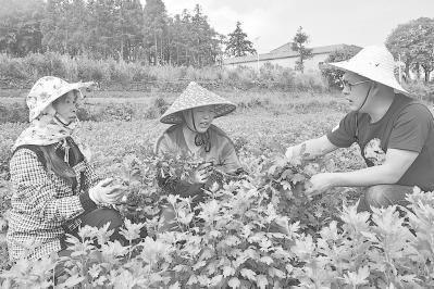 莆田坪洋村最新動態(tài)更新