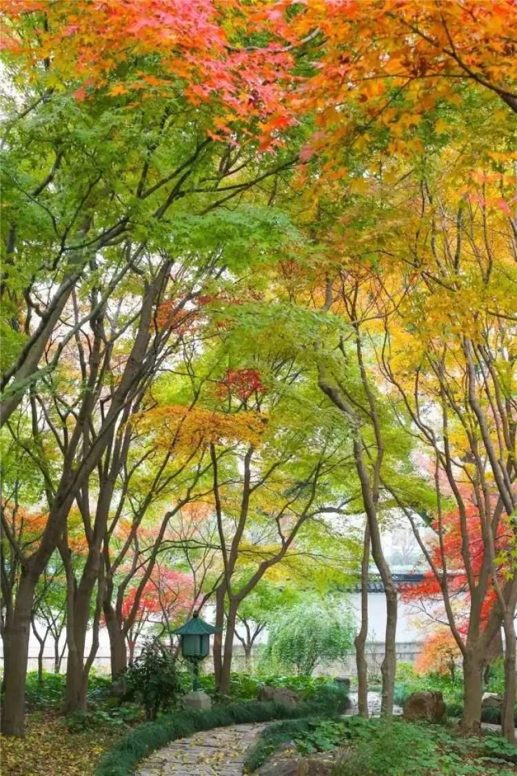 秋季盛景中的絢爛篇章，楓葉紅最新消息揭秘