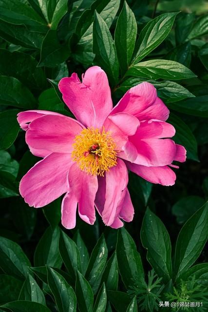 紅雙喜芬芳馥郁價格，一場自然美景的探尋之旅