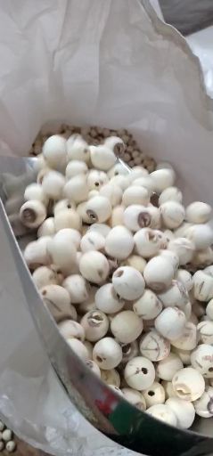 湘蓮價格行情詳解，如何了解與分析市場動態(tài)？