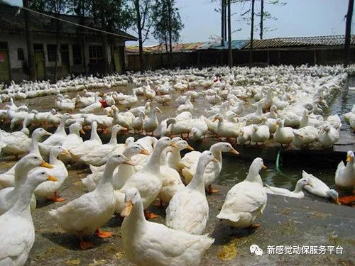 關(guān)于蛋鴨行情的預測，2025年4月的趨勢分析
