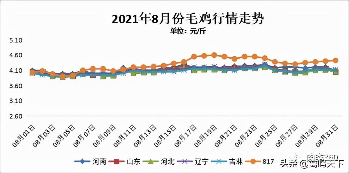 肉雞行情網(wǎng)，掌握最新動態(tài)，洞悉行業(yè)趨勢
