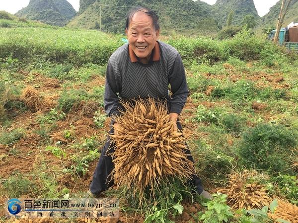 天冬價(jià)格走勢(shì)解析，市場(chǎng)趨勢(shì)下的多元解讀