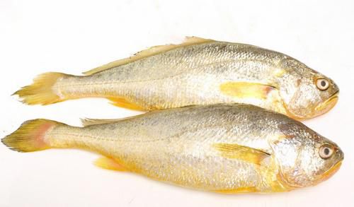 黃魚(yú)行情與科技新品，智能生活新潮流的引領(lǐng)者