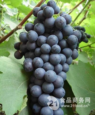 今日葡萄行情，葡萄的成長之旅與勵志人生啟示
