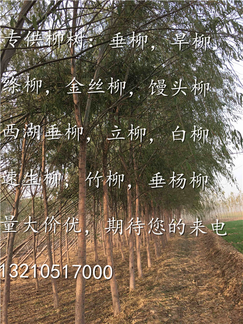 垂柳價格行情最新動態(tài)及趨勢分析