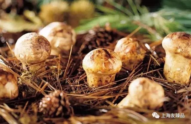 最新松茸，科技與生活融合的高科技產(chǎn)品亮相！