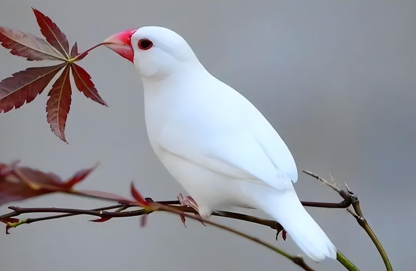最新養(yǎng)鳥規(guī)定引領(lǐng)智能鳥寵生活時代，高科技養(yǎng)鳥體驗全新升級