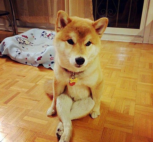 柴犬最新動(dòng)態(tài)與時(shí)代回顧，背景、事件與地位深度解析