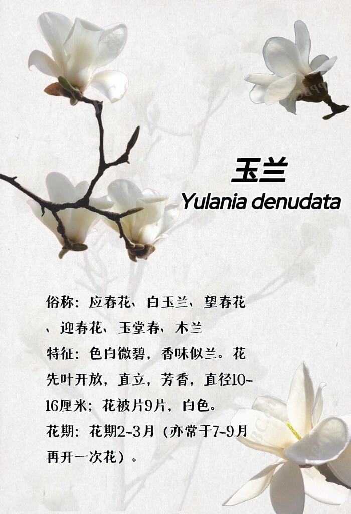最新玉芝蘭，與自然美景的邂逅與內(nèi)心平和之旅